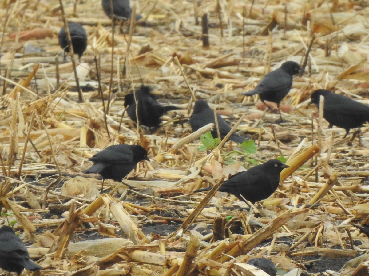 Brewer's Blackbird - ML625968077