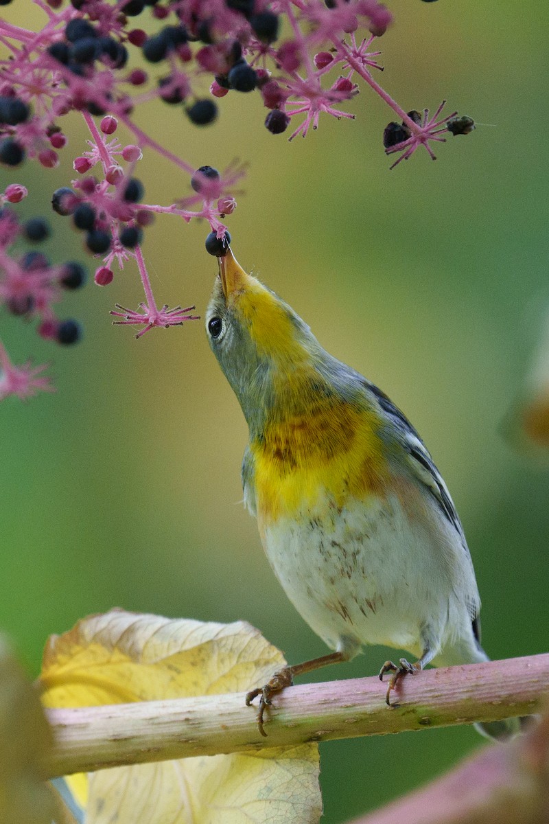 Northern Parula - ML625968114