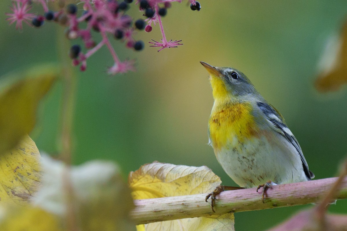 Northern Parula - ML625968115