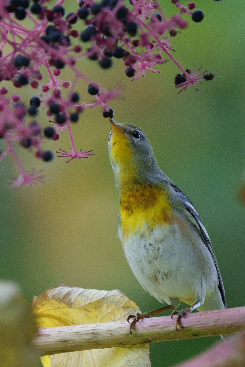 Northern Parula - ML625968116