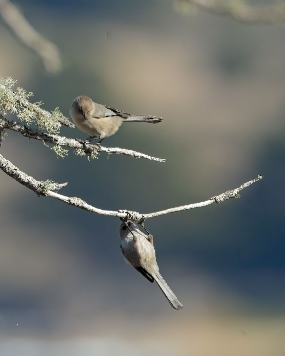 Bushtit - ML625968304