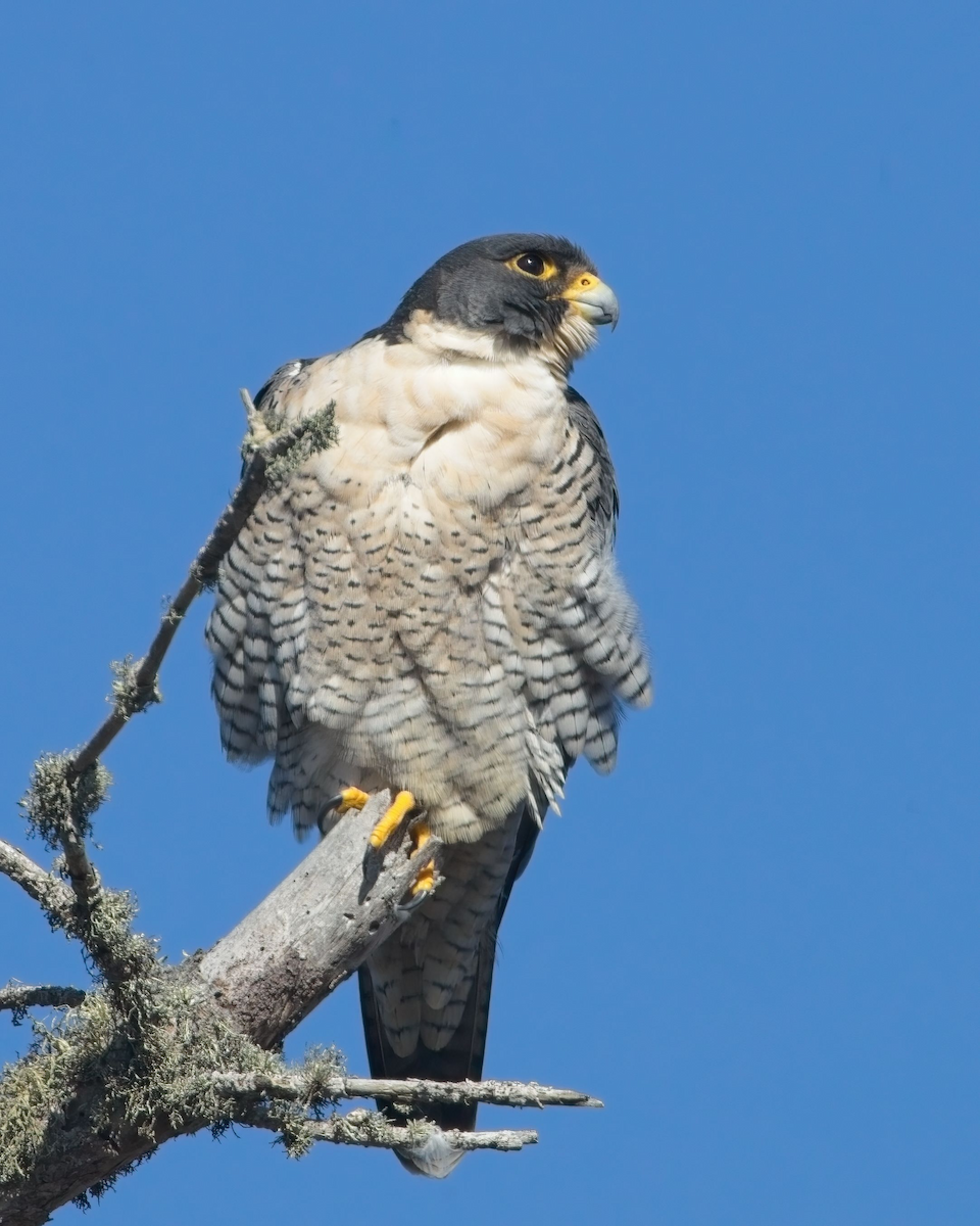 Peregrine Falcon - ML625968316