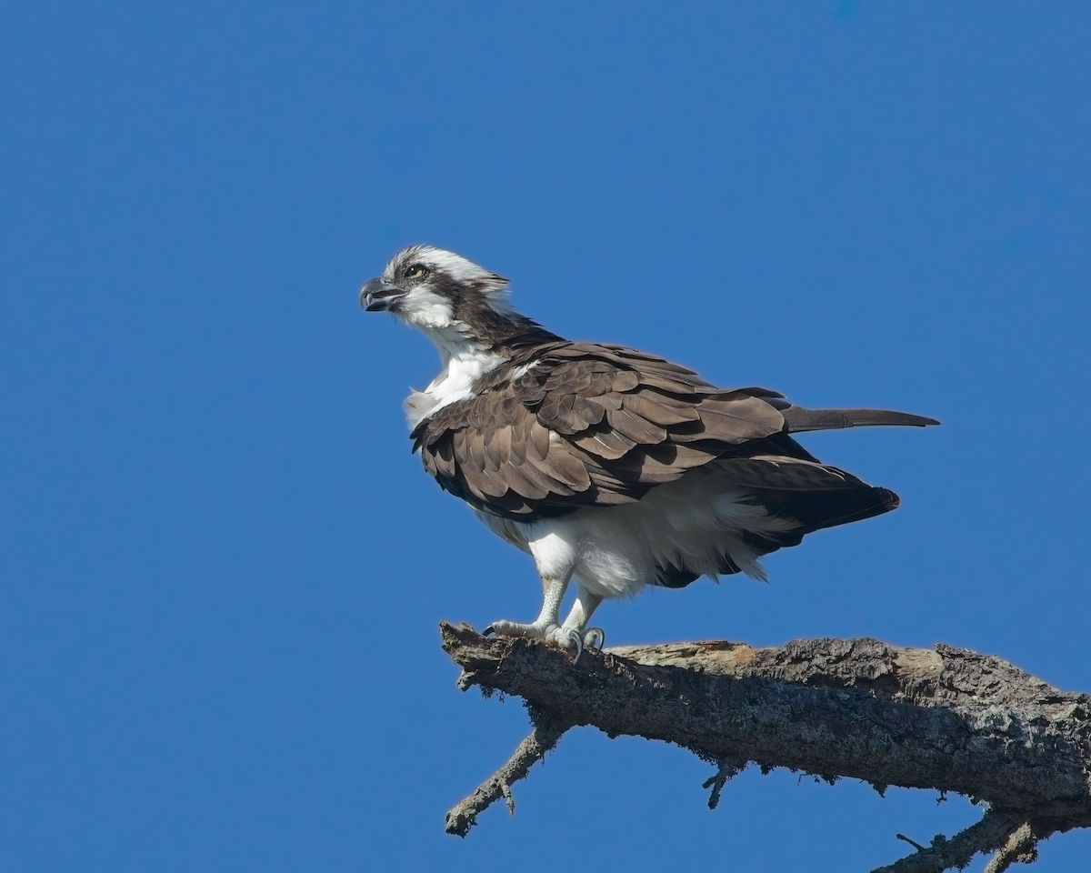 Osprey - ML625968418
