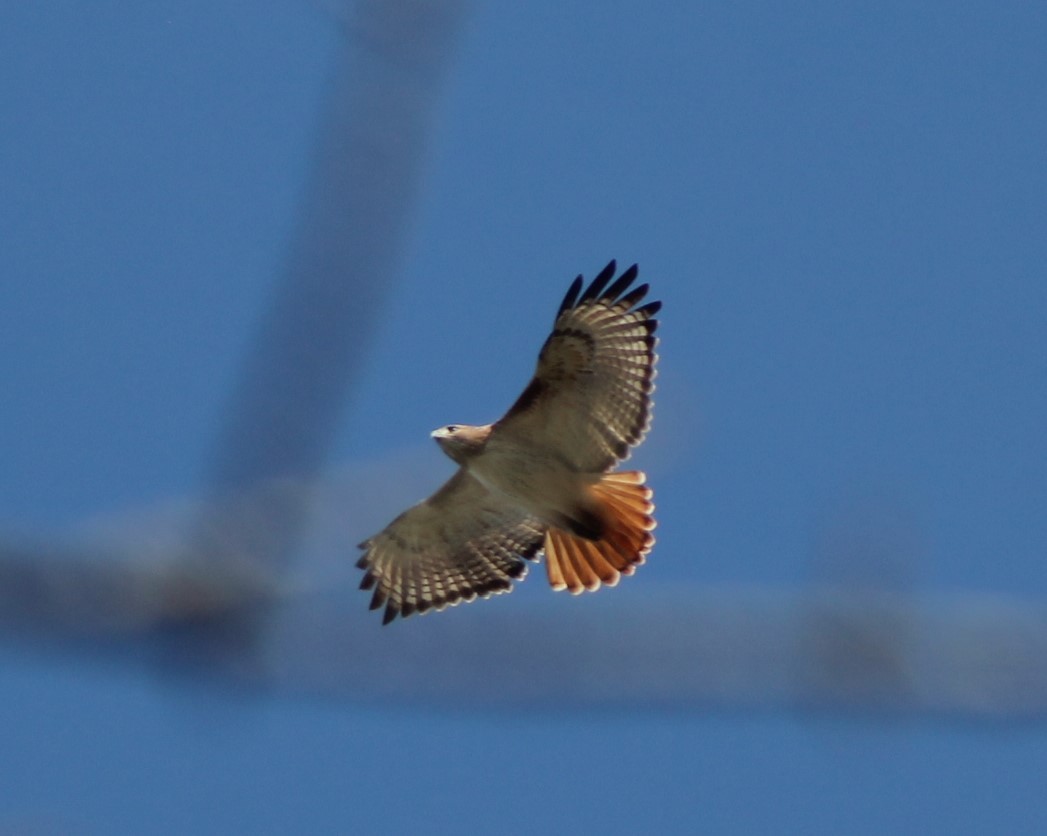 Red-tailed Hawk - ML625968485