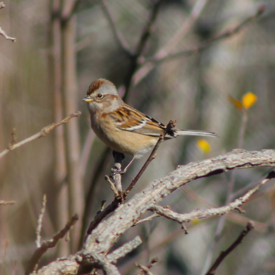 American Tree Sparrow - ML625968496