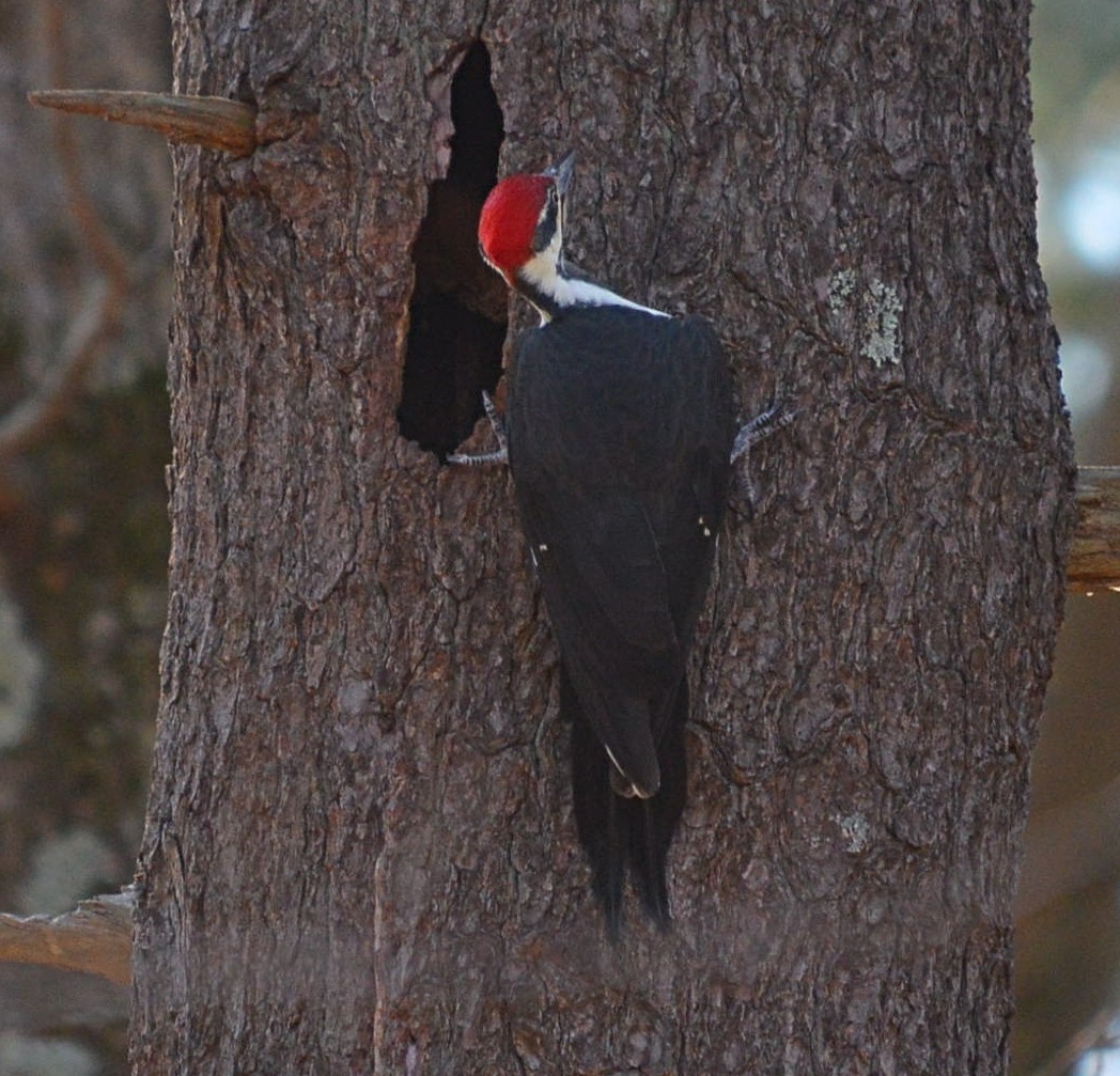 Pileated Woodpecker - ML625968528