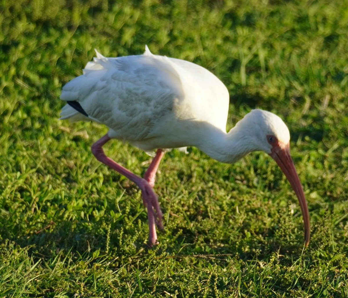 White Ibis - ML625968977