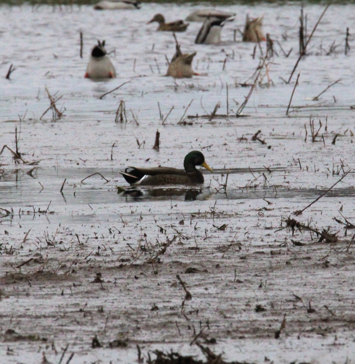 Mallard x American Black Duck (hybrid) - ML625969292