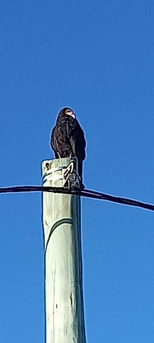 Lesser Yellow-headed Vulture - ML625969355