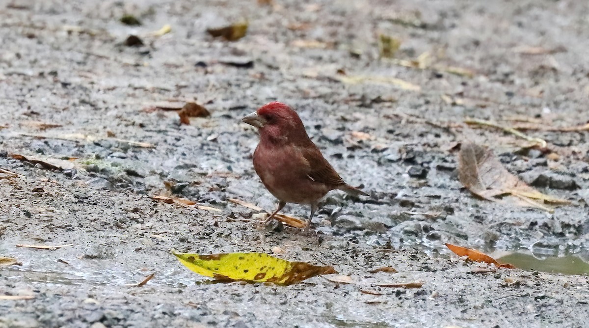 hýl nachový - ML625969373