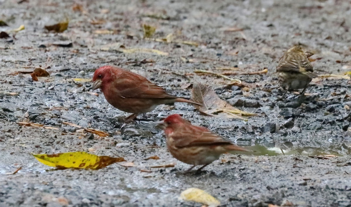 hýl nachový - ML625969374