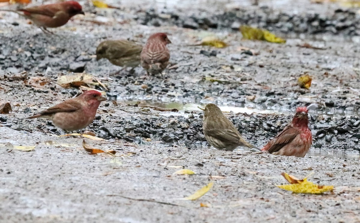 hýl nachový - ML625969375