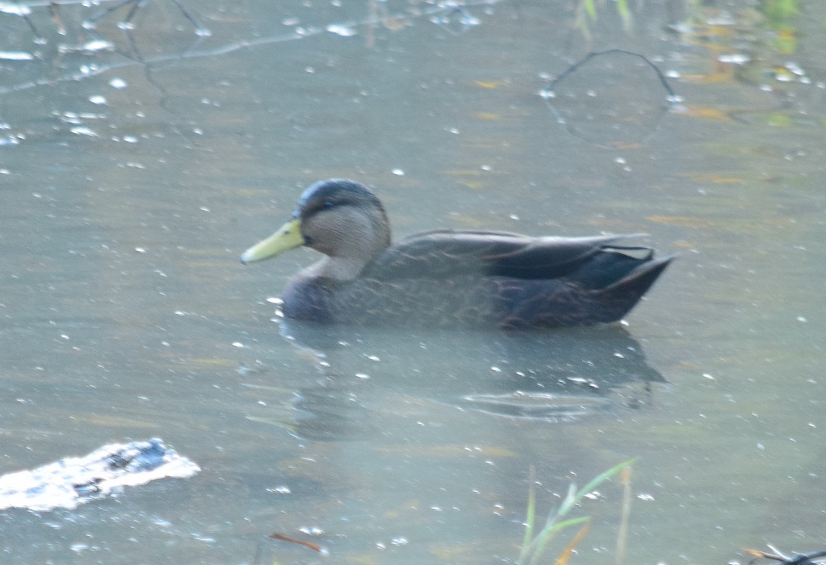 Mallard x American Black Duck (hybrid) - ML625969395