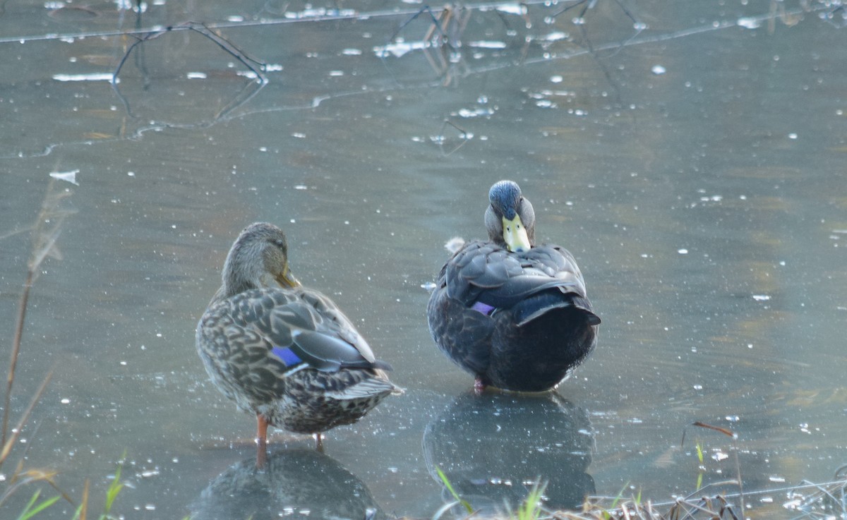 Mallard x American Black Duck (hybrid) - ML625969396