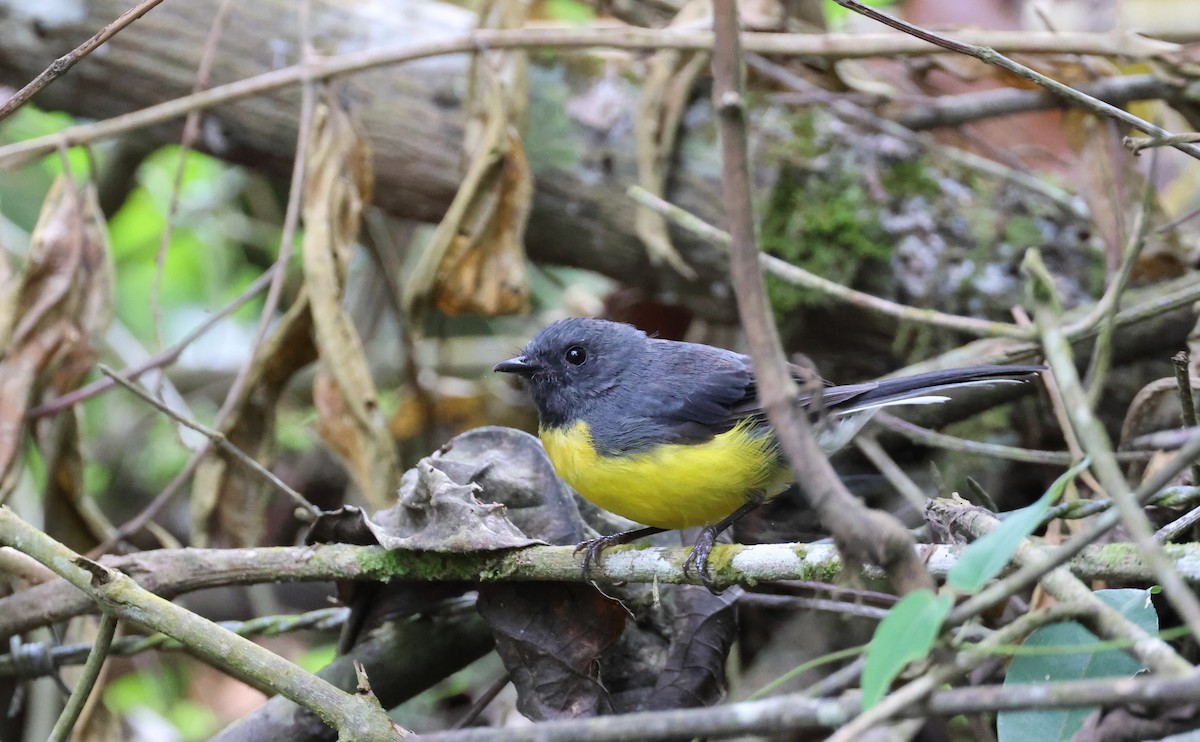 Slate-throated Redstart - ML625969621