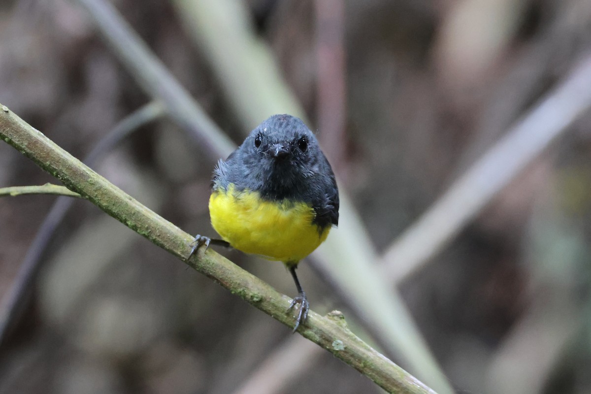 Slate-throated Redstart - ML625969627