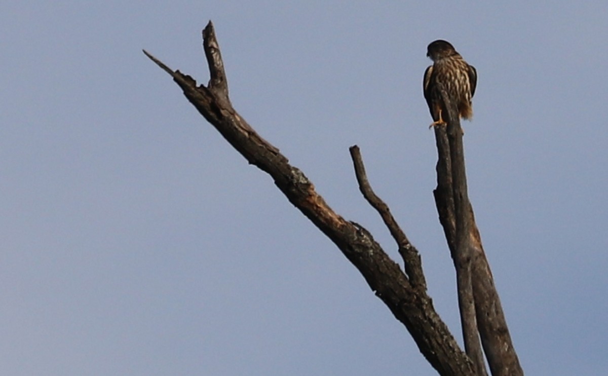 Boz Doğan (columbarius) - ML625969751