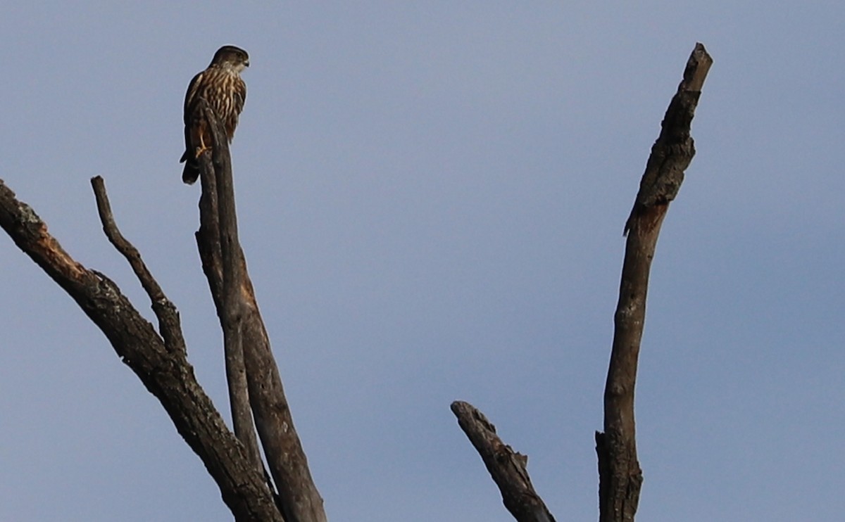 Boz Doğan (columbarius) - ML625969754