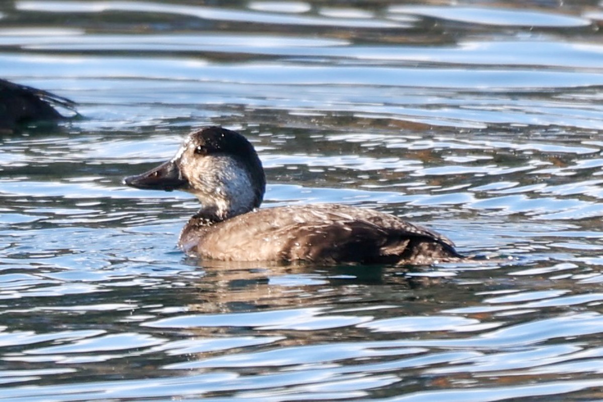 Black Scoter - ML625969756