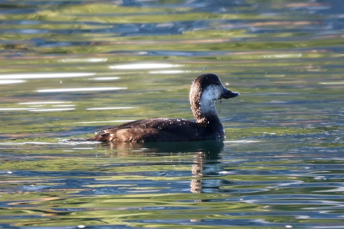 Black Scoter - ML625969792