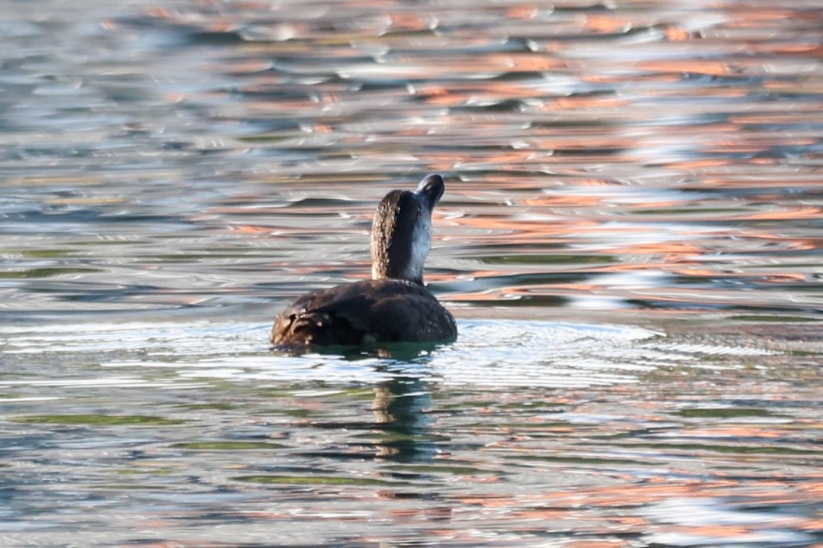 Black Scoter - ML625969806