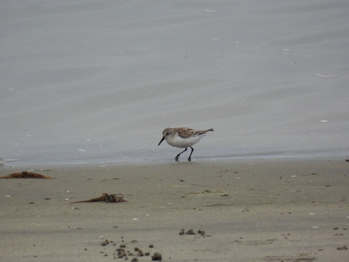 Western Sandpiper - ML625969813