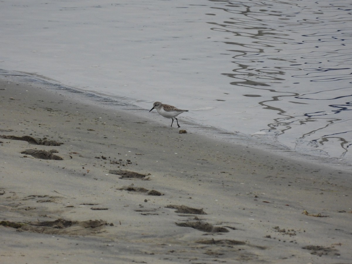 Western Sandpiper - ML625969814