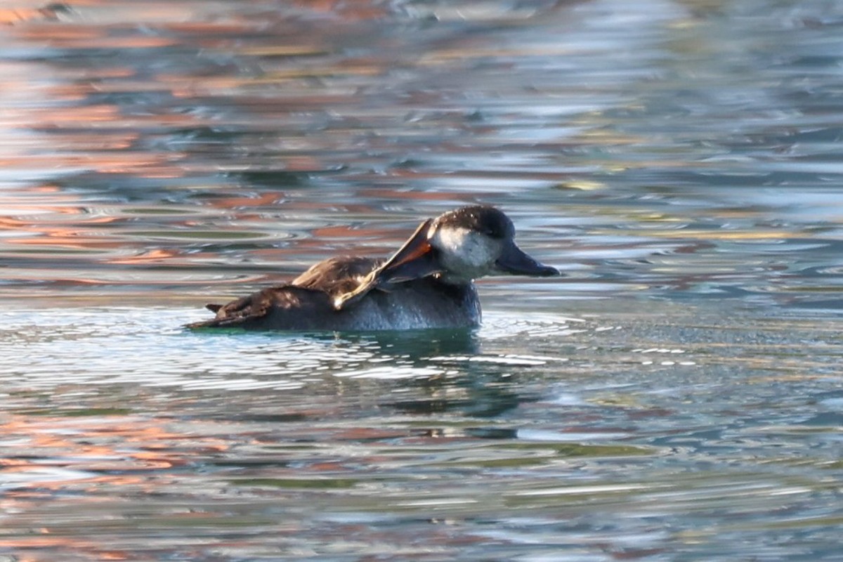 Black Scoter - ML625969818