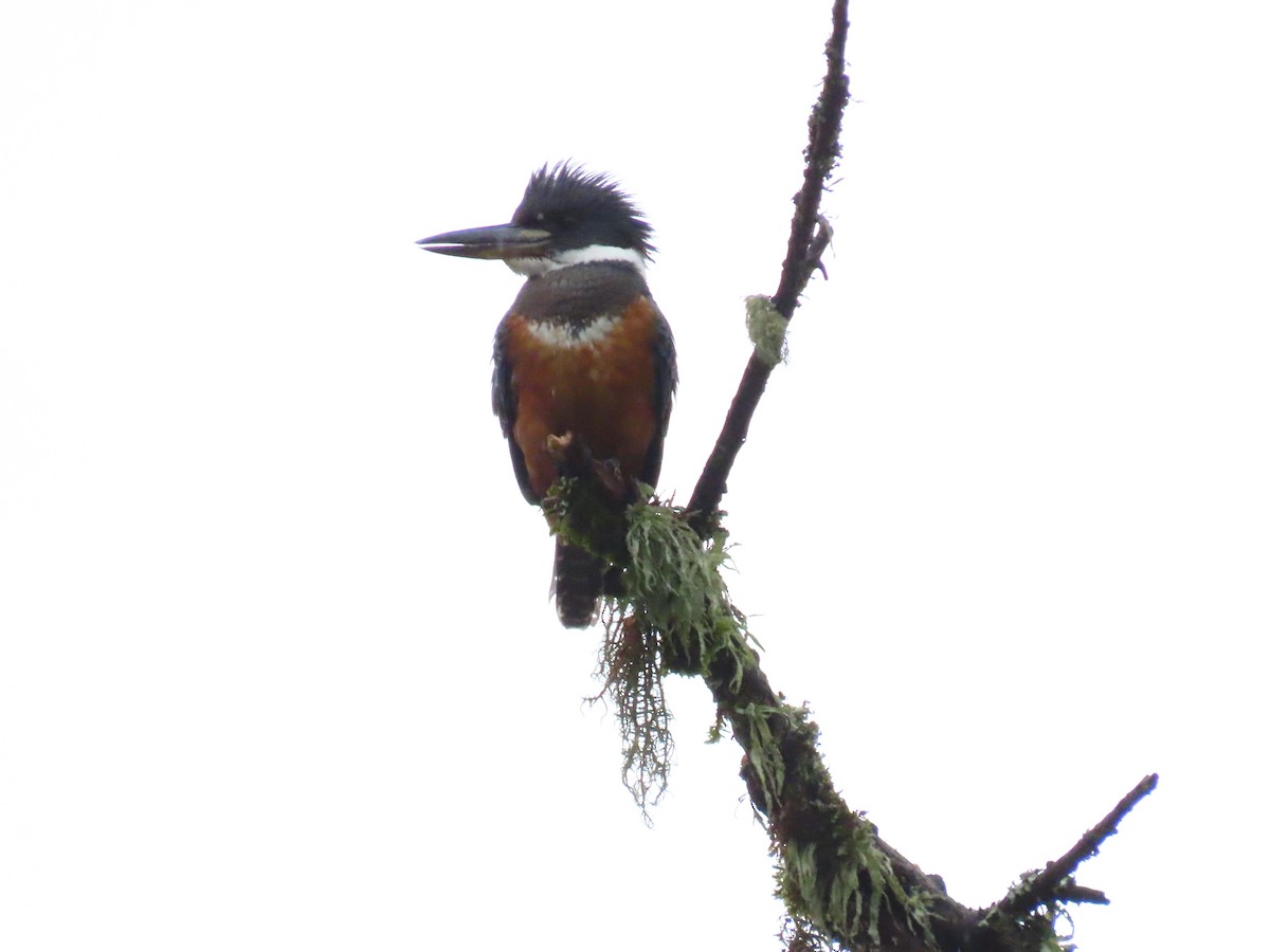 Ringed Kingfisher - ML625969927