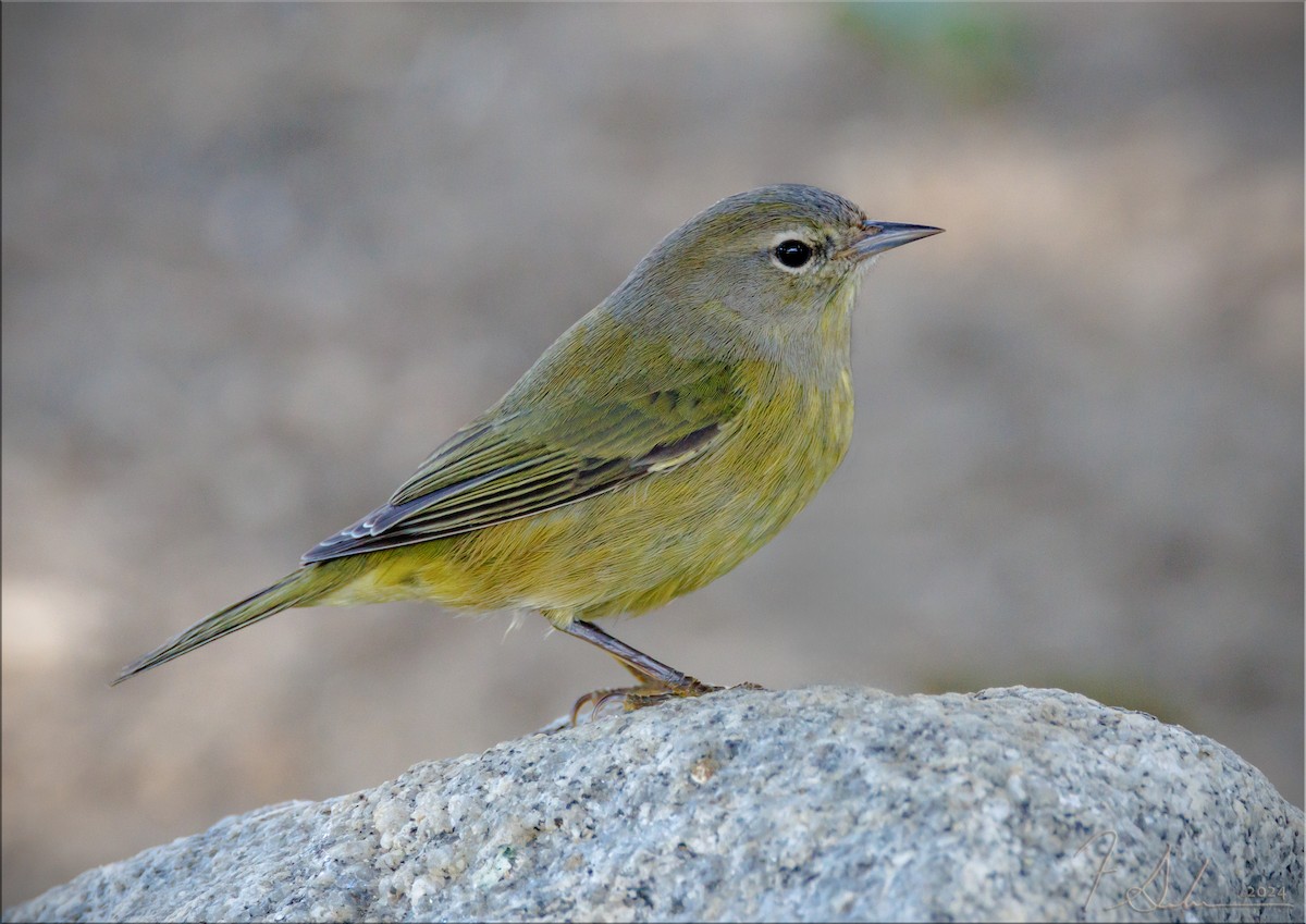 Orange-crowned Warbler - ML625970202