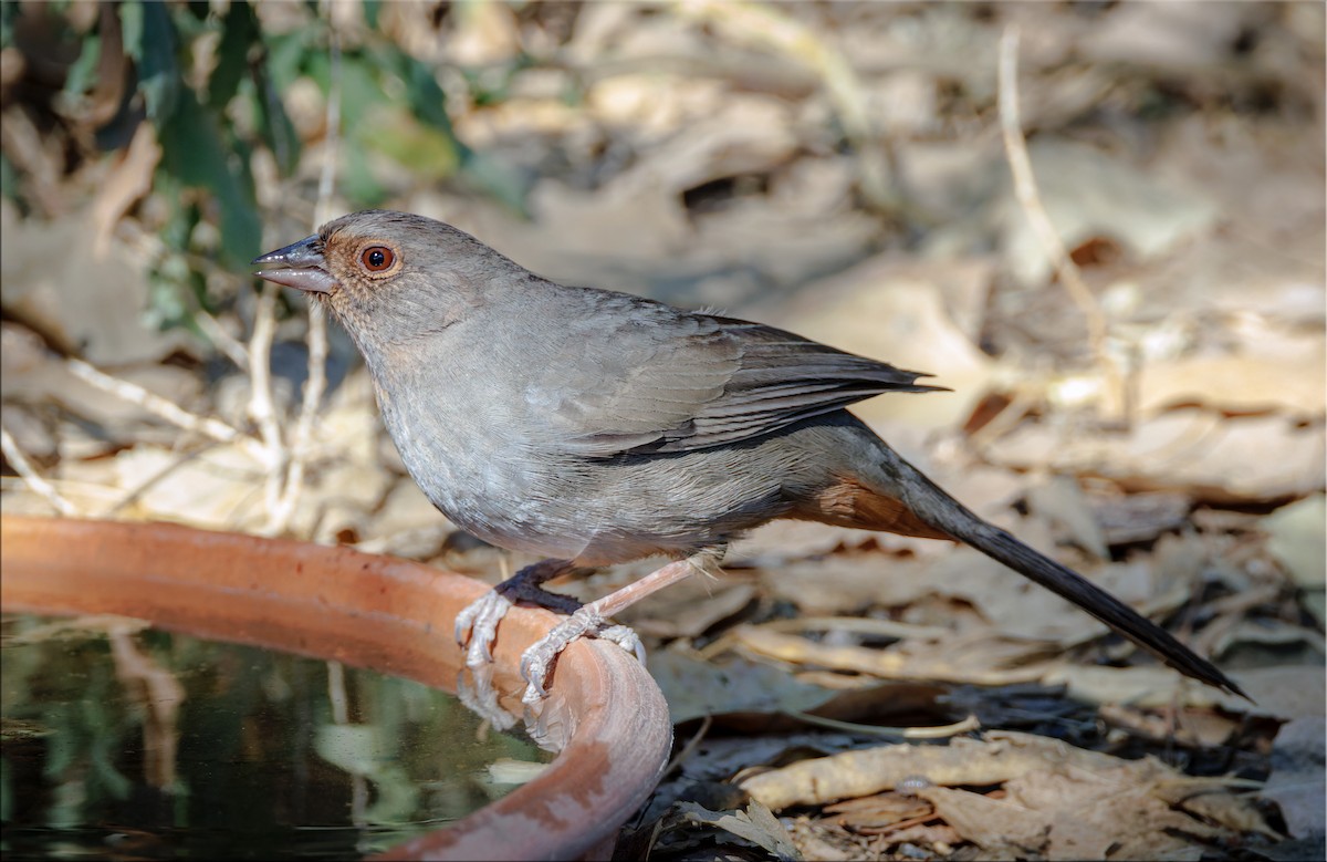 California Towhee - ML625970237