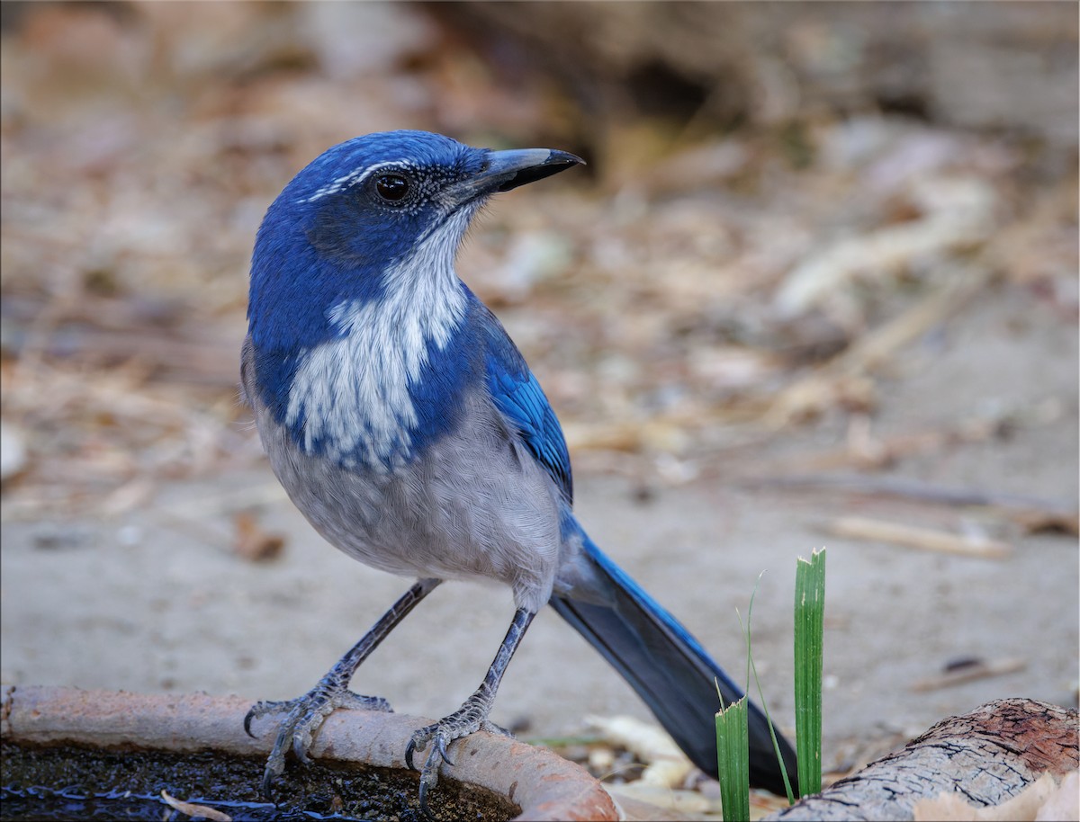 California Scrub-Jay - ML625970295