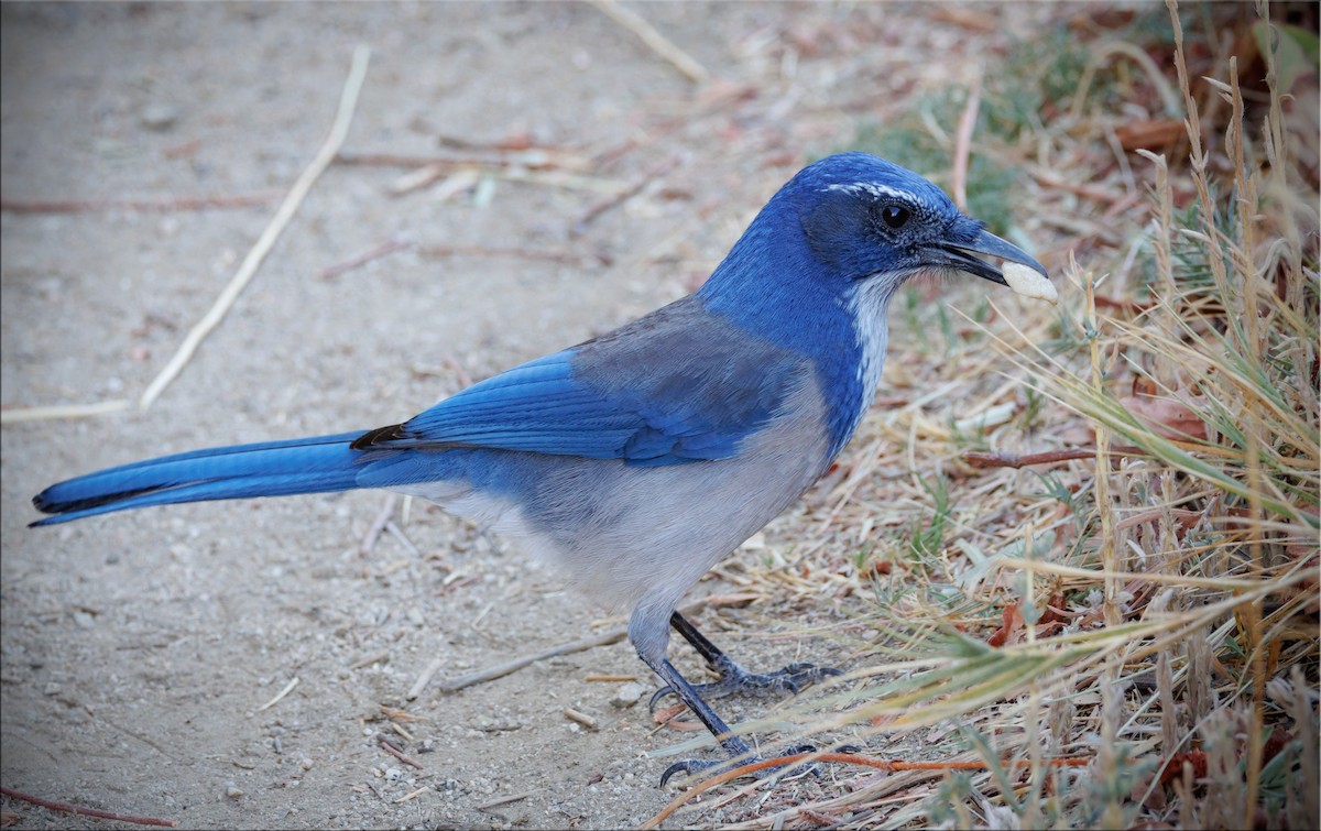 California Scrub-Jay - ML625970296