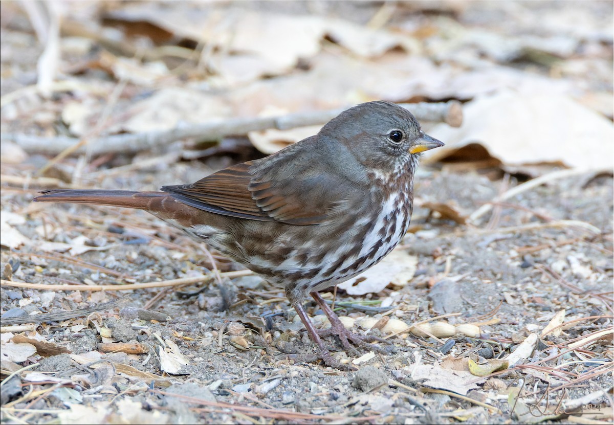 Fox Sparrow - ML625970324