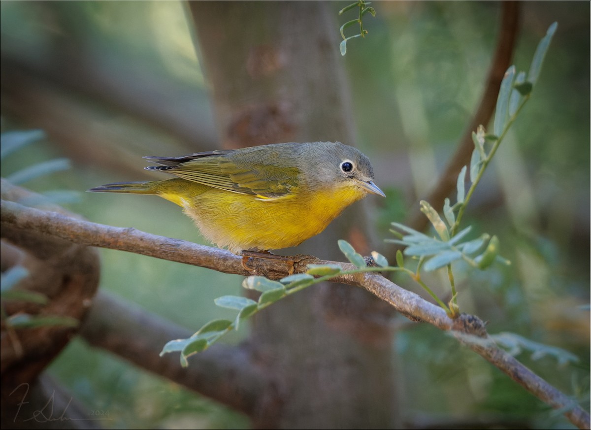 Nashville Warbler - ML625970426