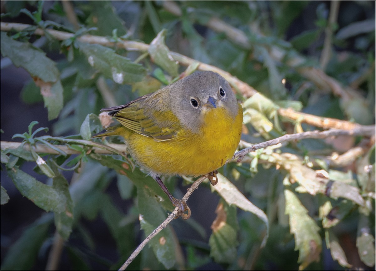 Nashville Warbler - ML625970427