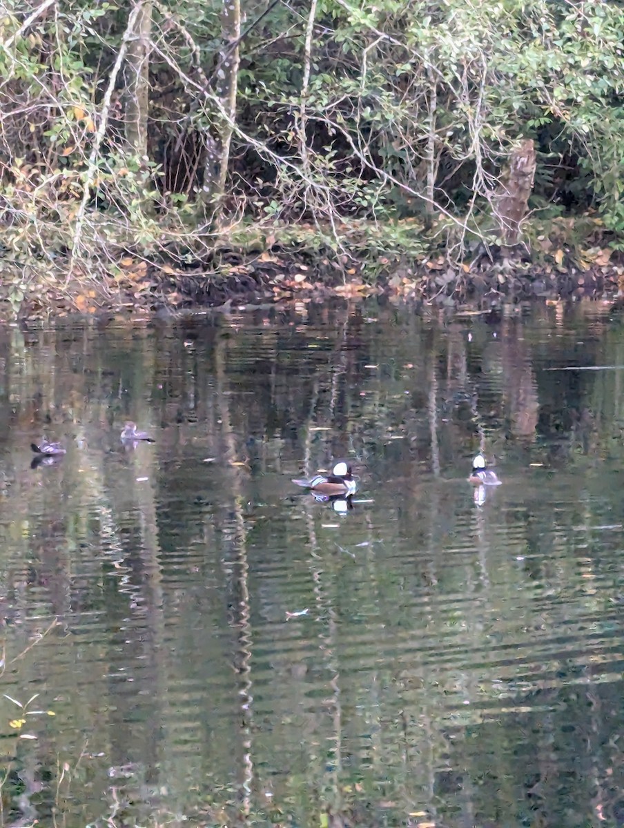 Hooded Merganser - ML625970432