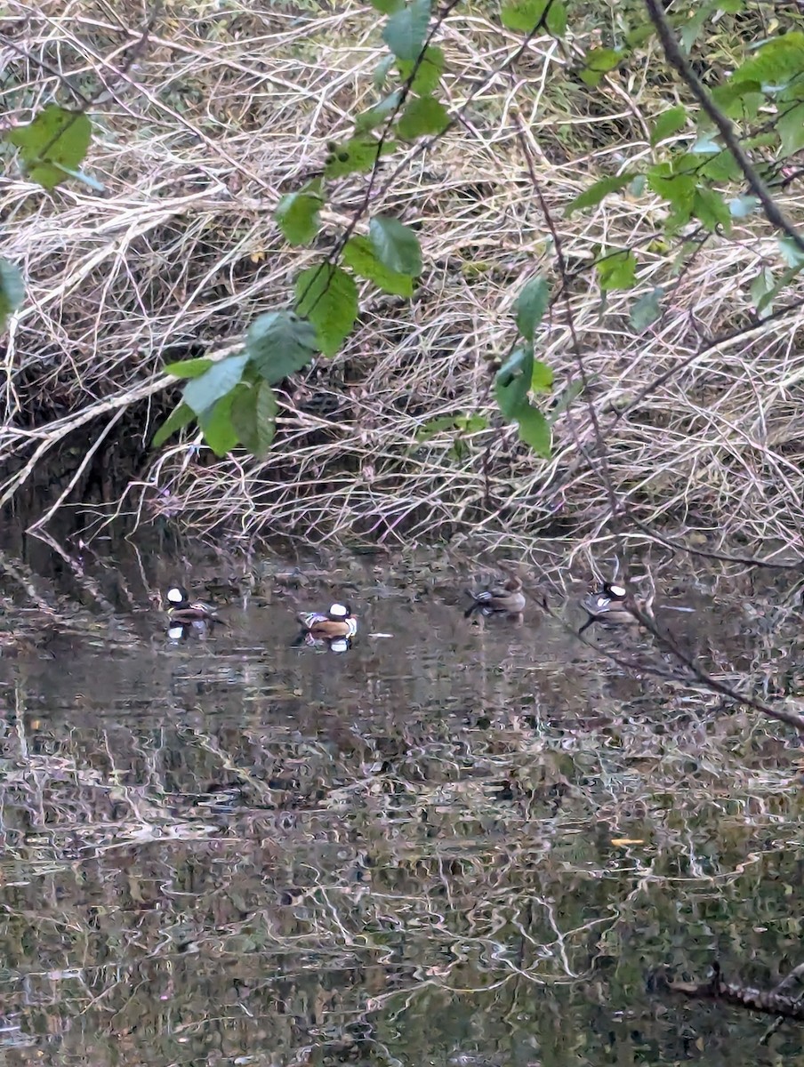 Hooded Merganser - ML625970433