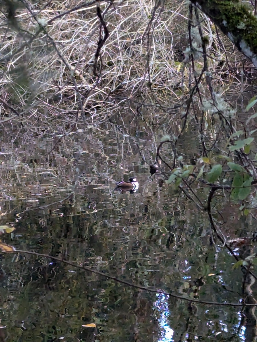 Hooded Merganser - ML625970436
