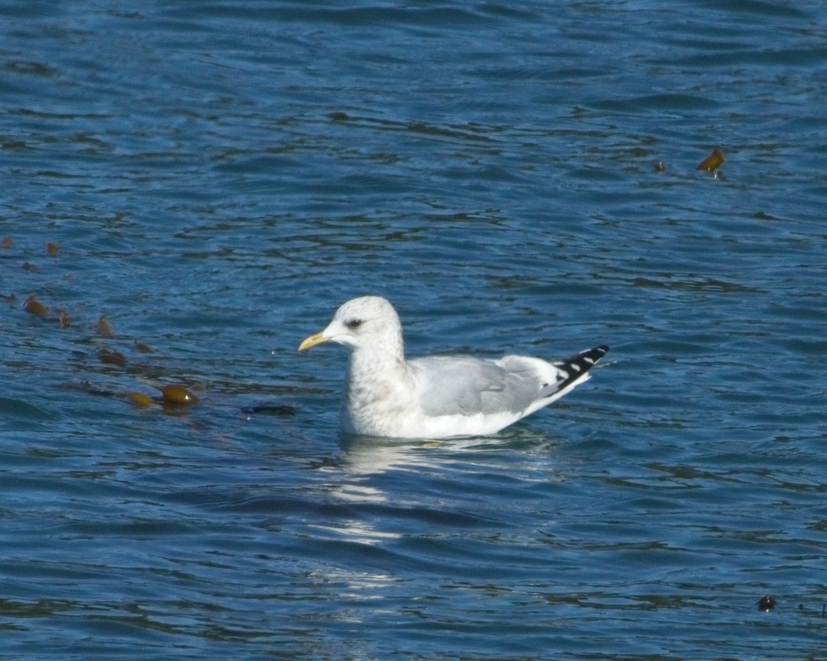 Short-billed Gull - ML625970486