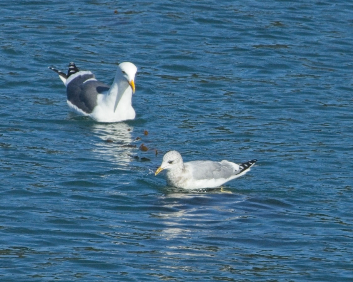 Short-billed Gull - ML625970487