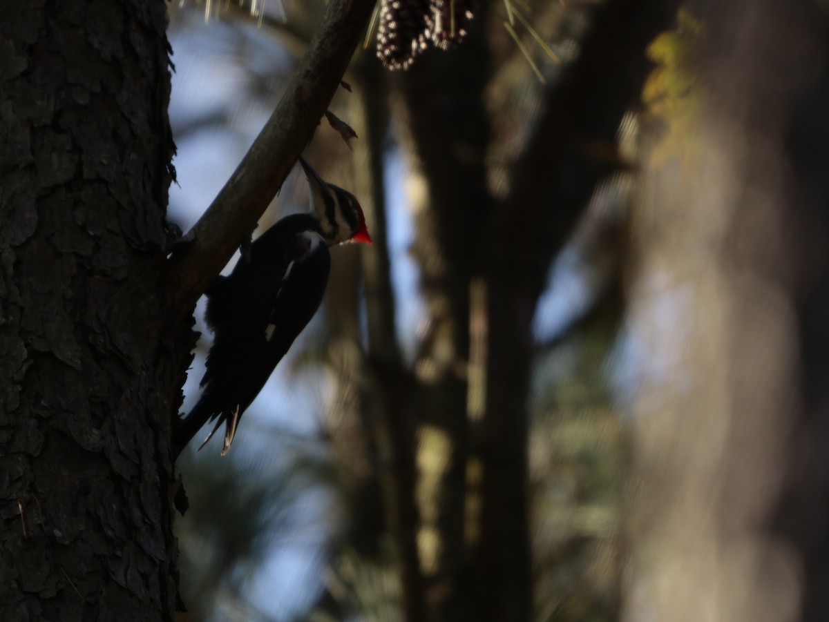 Pileated Woodpecker - ML625970520