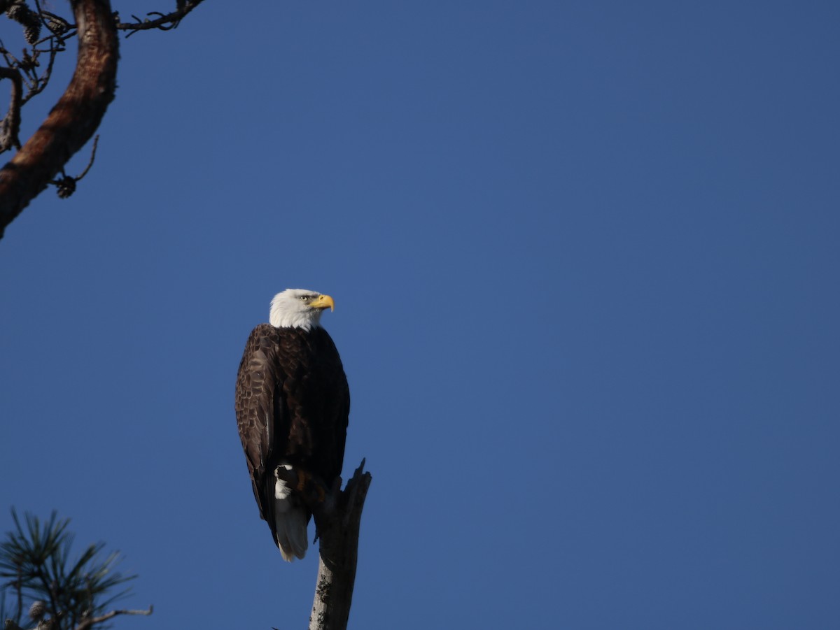 Bald Eagle - ML625970569