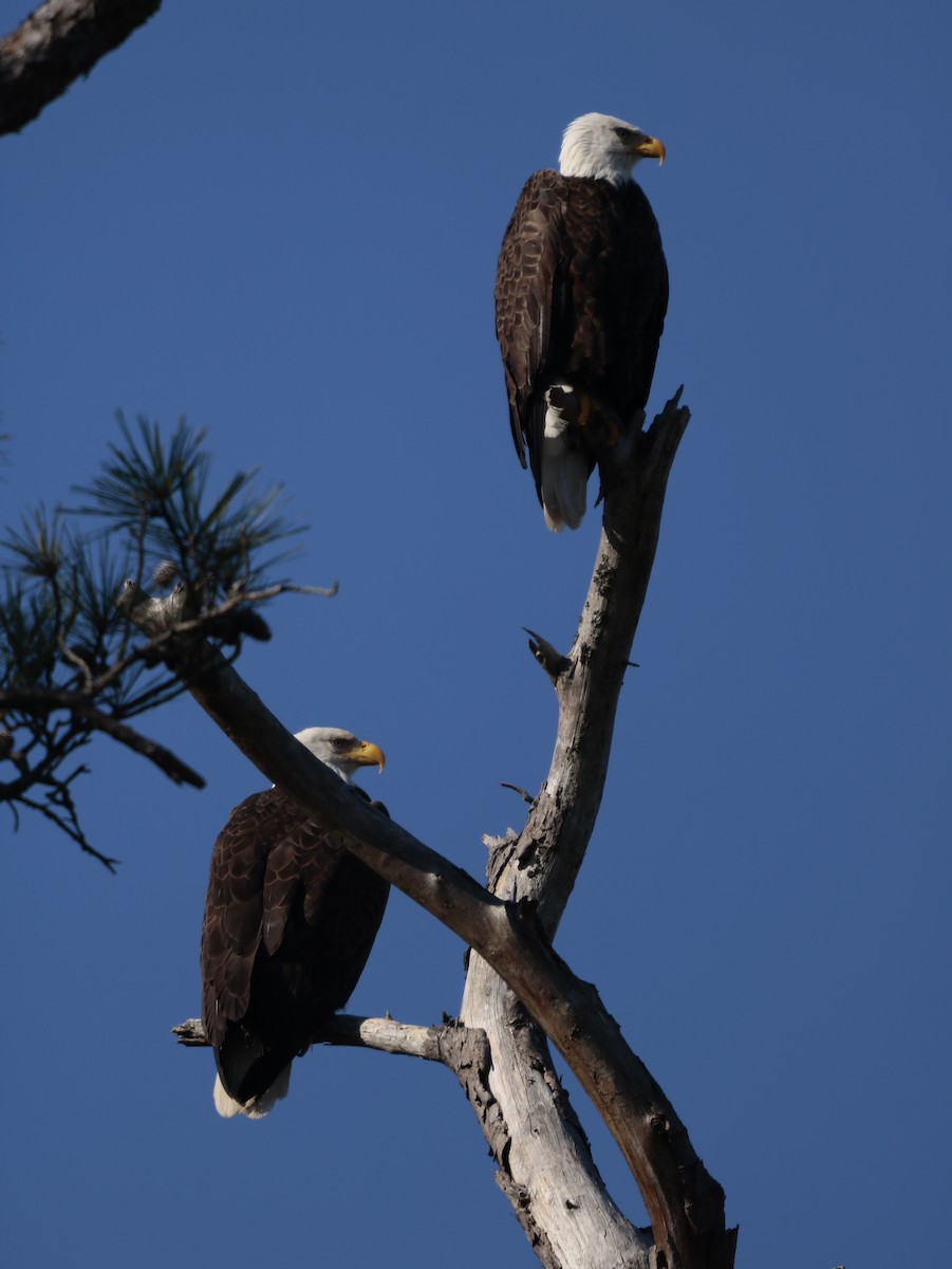 Bald Eagle - ML625970582