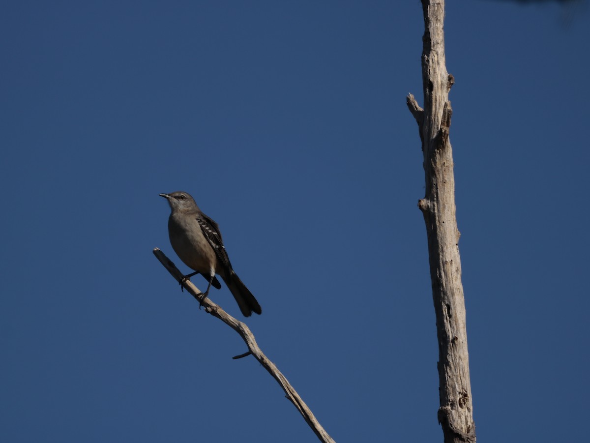 Northern Mockingbird - ML625970598