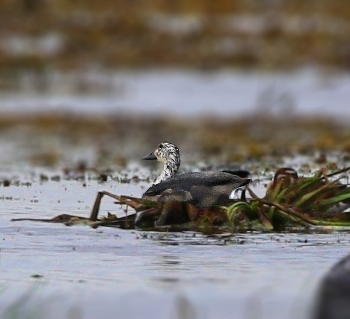 Comb Duck - ML625970604