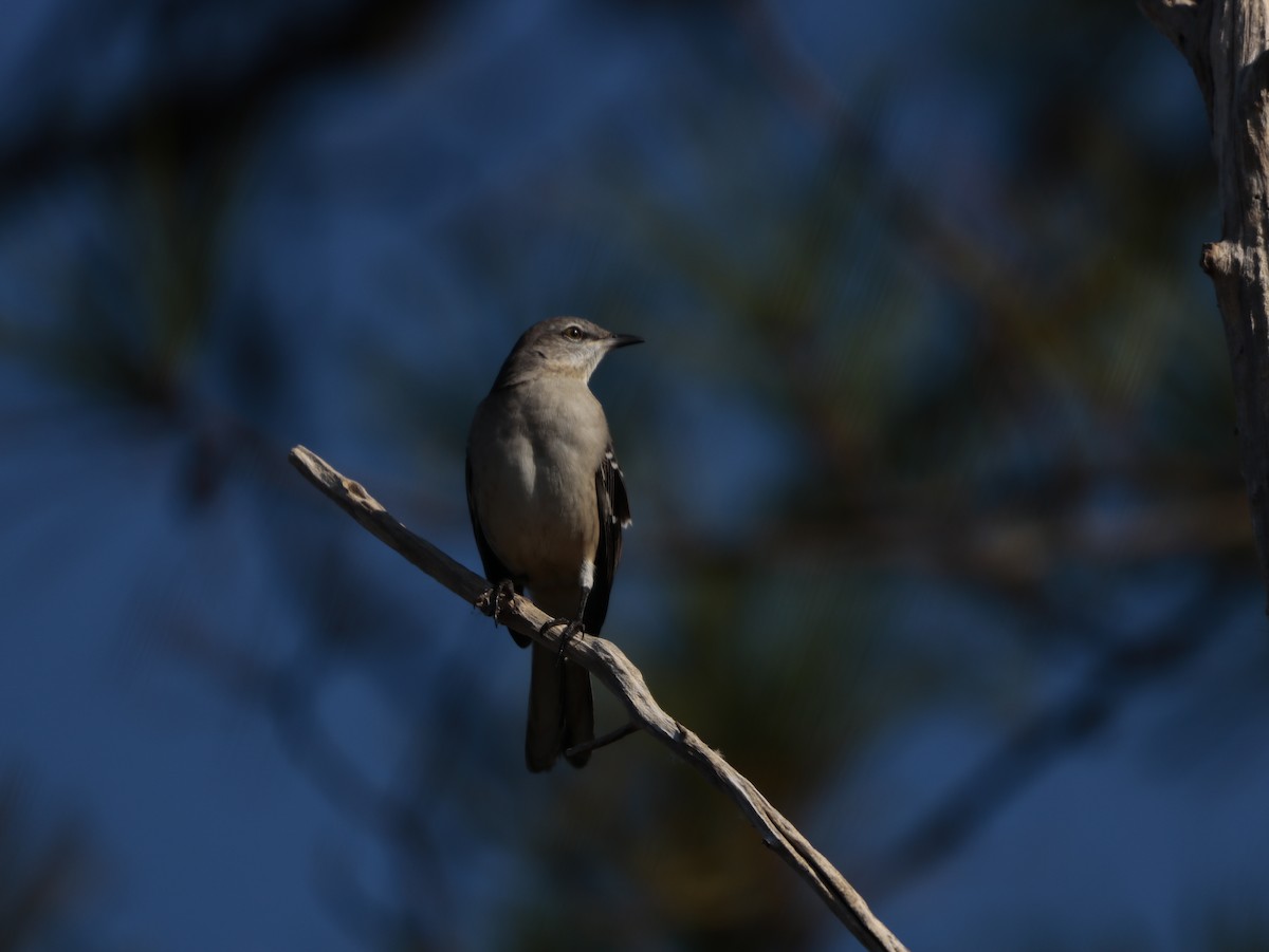 Northern Mockingbird - ML625970627