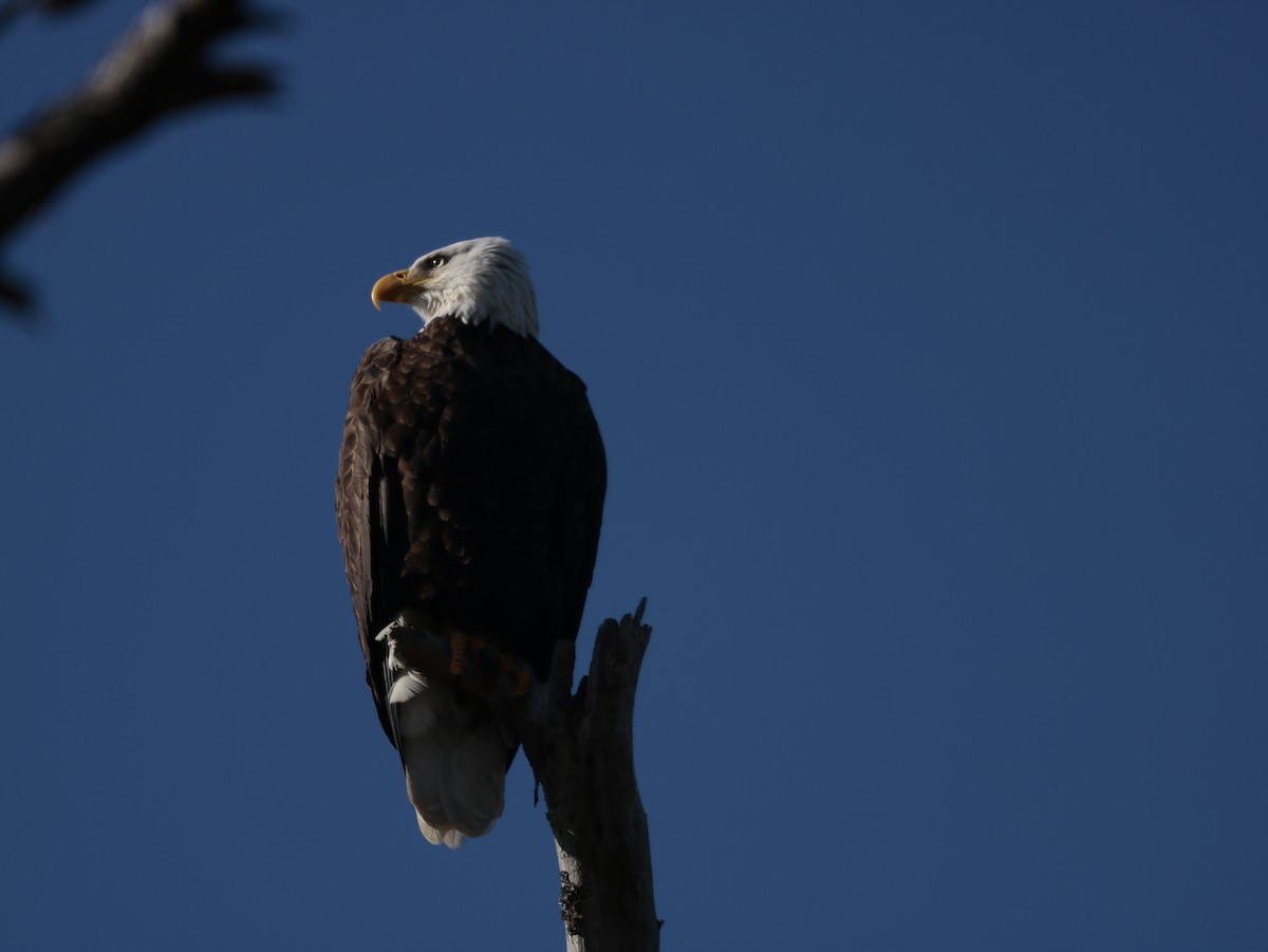 Bald Eagle - ML625970642