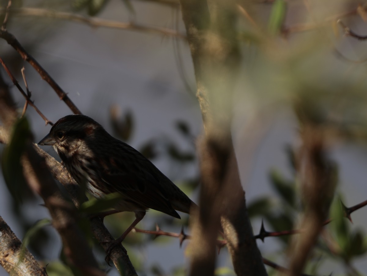 Song Sparrow - ML625970678