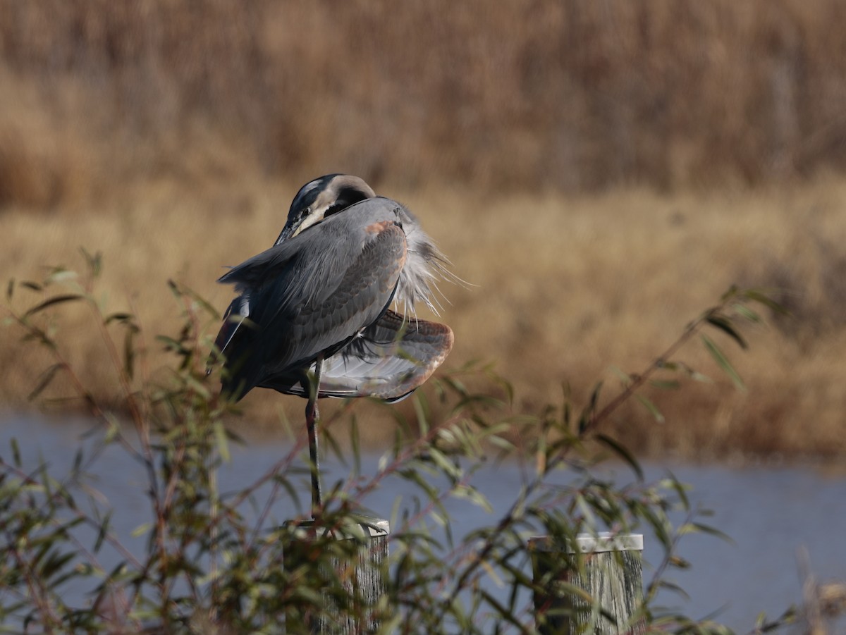 Great Blue Heron - ML625970706